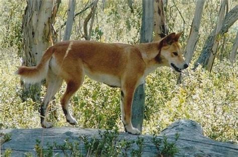 Dingo Information and Pictures