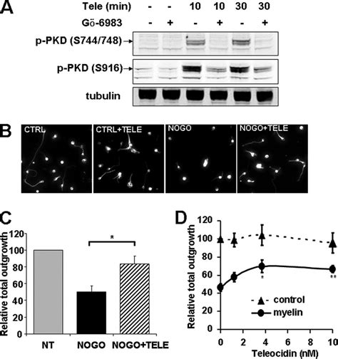 Teleocidin Activated PKD In Neurons And Reversed Inhibition Of Neurite