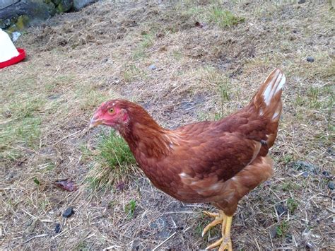 RIR Or Red Sex Link BackYard Chickens Learn How To Raise Chickens