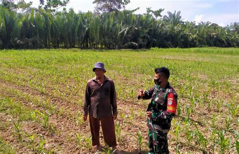 Babinsa Koramil Bendahara Dampingi Petani Cek Pertumbuhan Tanaman