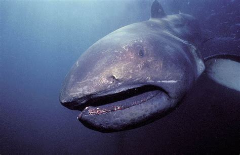 Basking Sharks Are Dangerous