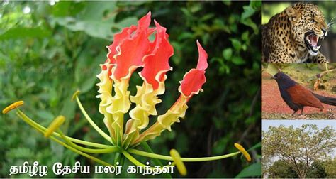 Karthikaipoo The National Flower Of Tamil Eelam Tamil Heritage