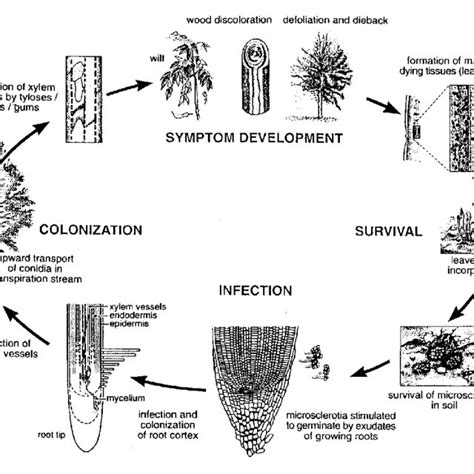 PDF Verticillium Wilt In Nursery Trees Damage Thresholds Spatial