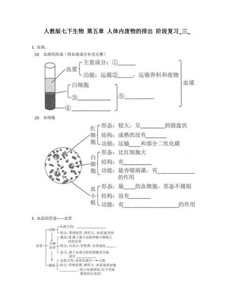 人教版七下生物 第五章 人体内废物的排出 阶段复习三（含答案） 21世纪教育网