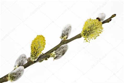 Pussy Willow Twig On White Background Stock Photo Tinieder