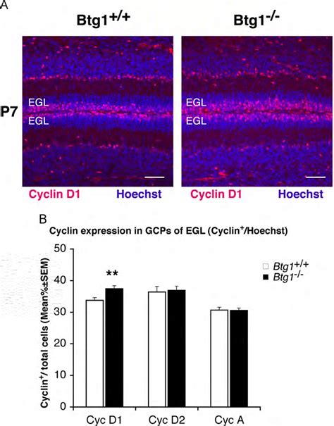 Ablation Of Btg1 Increases The Number Of Cyclin D1 Positive GCPs A