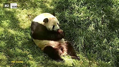 Top 10 Panda Cam Outtakes At Smithsonians National Zoo Smithsonian