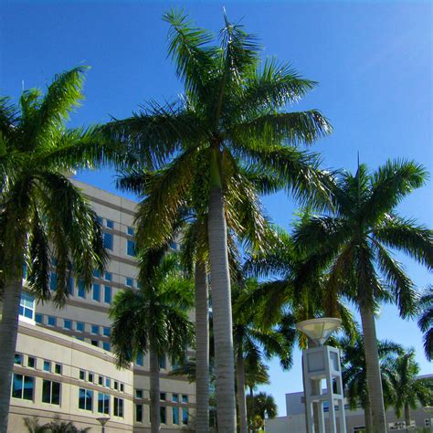 Where is Nova Southeastern University located?