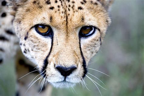 Gepard - Geschwindigkeit, Steckbrief, Bilder, Babys der Raubkatze