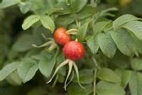 Rosa Rugosa Apfel Rose