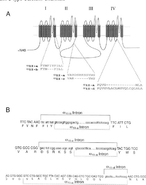 T-Type Calcium Channels | Semantic Scholar