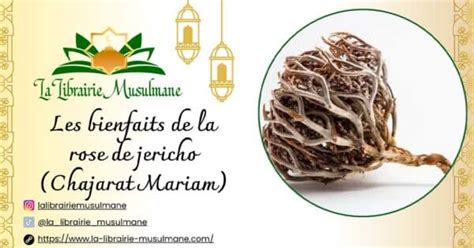 Rose De Jericho Chajarat Mariam Ses Bienfaits En Islam