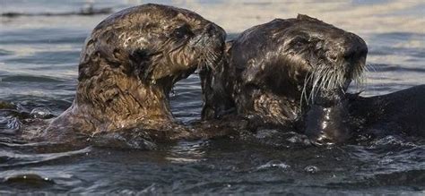 Exxon Valdez Oil Spill – 1989 – Devastating Disasters