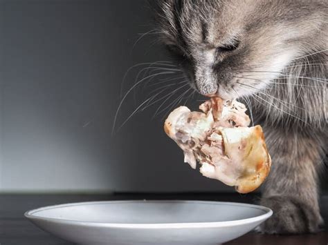 La Mejor Forma De Alimentar A Los Gatos ¿pollo Crudo O Cocido Salud