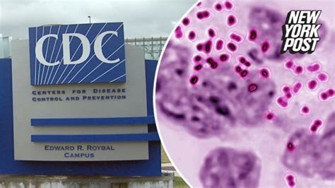 CDC Recommends Morning After Pill To Fight STIs In Gay Transgender Populations News Au