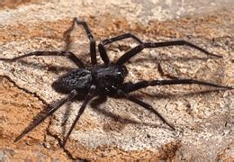 Black House Spiders SPIDER CHART Venomous or Dangerous?