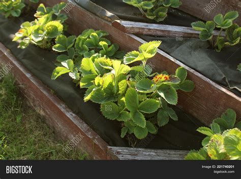 Strawberries Grows Image And Photo Free Trial Bigstock