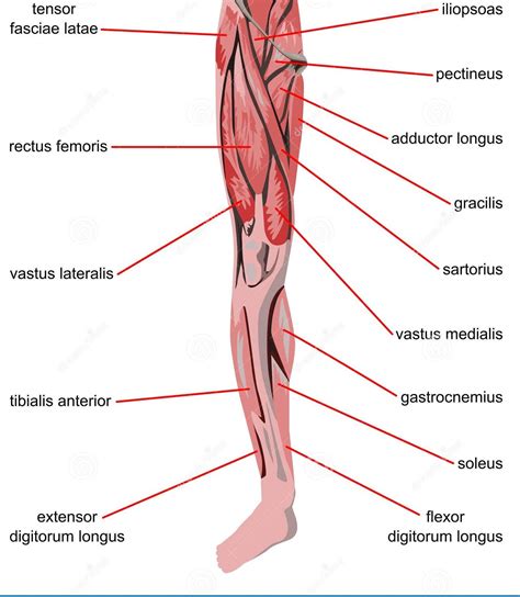 Partes de los músculos de la pierna Squad Fitness