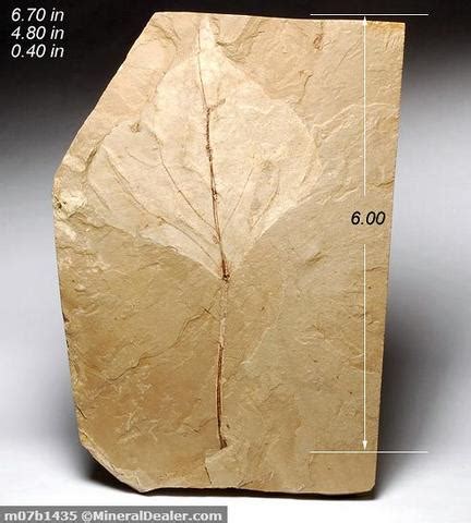 Populus Leaf Green River Formation Utah Fossil Specimen