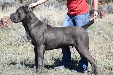 How Long Until A Cane Corso Is Full Grown