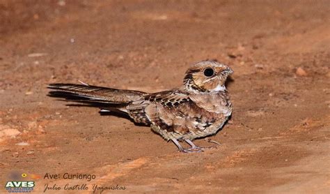 Curiango Timoteo - Curiango (Nyctidromus albicollis) - EcoRegistros