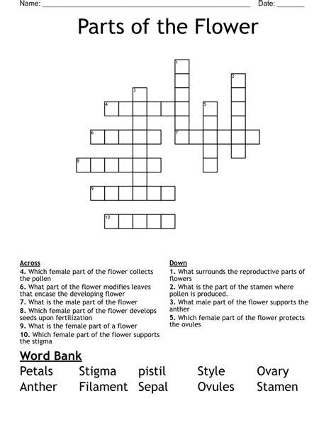 Parts Of A Flower Crossword