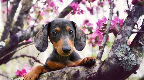 Puppy Dachshund On A Branch Of A Blossoming Tree Wallpapers And Images