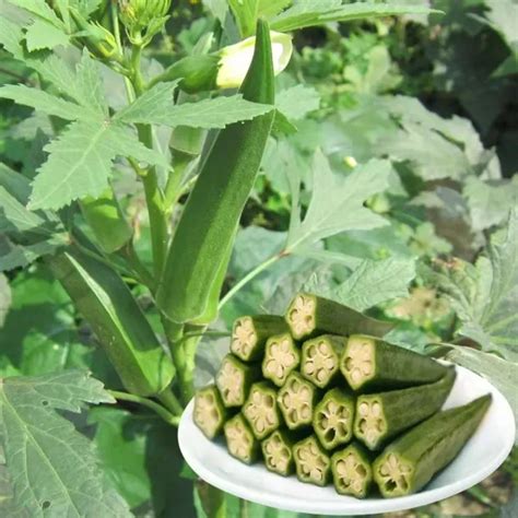 Biji Benih Bendi 50 Seeds Mixed Varieties Organic Okra Seeds For