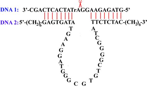 The Structure Of Dna Duplex Dna1 Is A Sequence Specific Nuclease Download Scientific Diagram