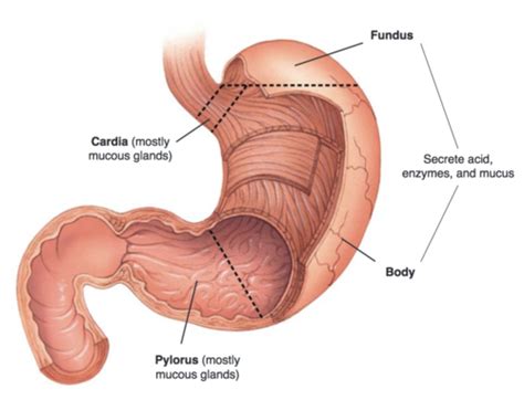 Stomach Duodenum Coeliac Vessels Flashcards Quizlet