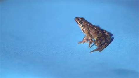 Close up of European Common Frog jumping in 2000fps slow motion with ...