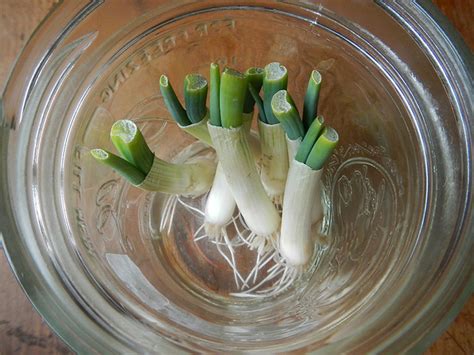 10 Plants You Can Re-Grow From Vegetable Scraps