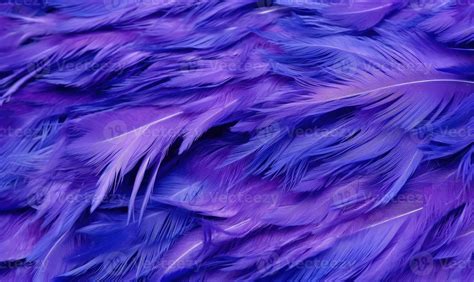 Feathers soft background. Purple bird feathers. For banner, postcard ...