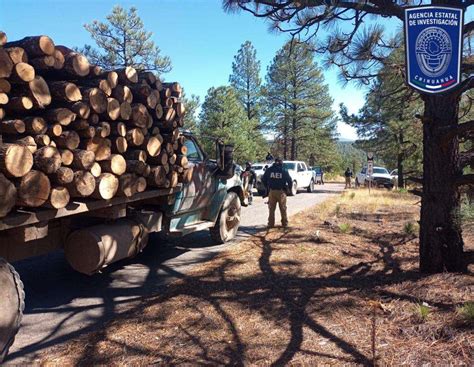 Noticias Codigo 13 Despliegan Operativo Conjunto de revisión forestal