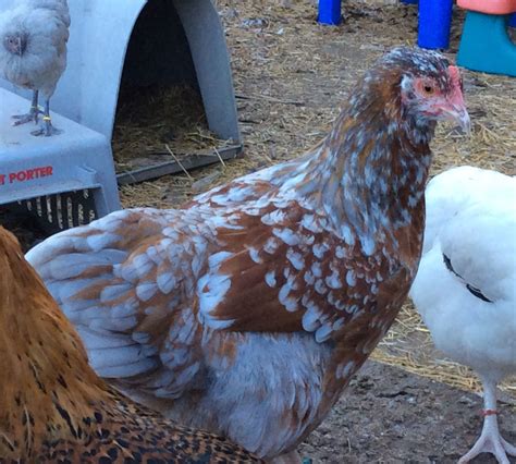 Speckled Sussex Backyard Chickens Learn How To Raise Chickens