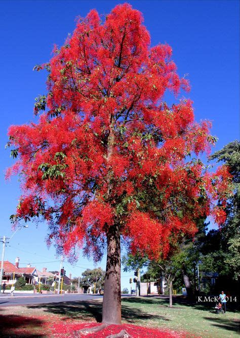 Árbol de Fuego Brachychiton acerifolius Semillas del mundo