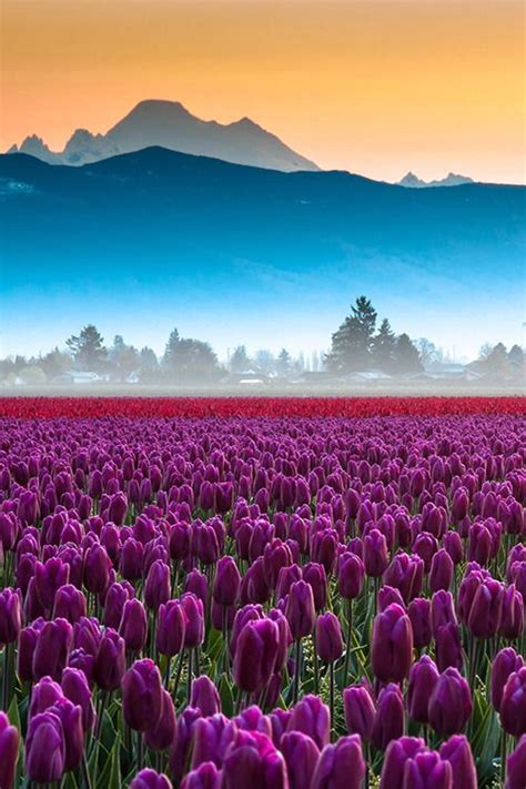 Magicandbeauty — Ponderation Skagit Valley Tulips And Mt Baker