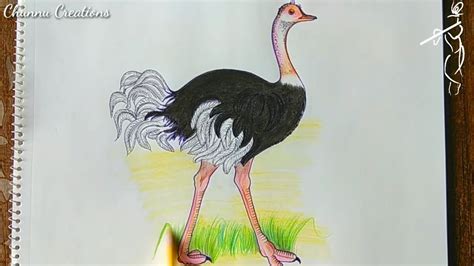 How To Draw 3d Ostrich Step By Step Learn How To Draw An Ostrich