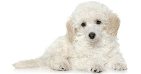 Toy Poodle Weight Chart | Size & Growth Chart