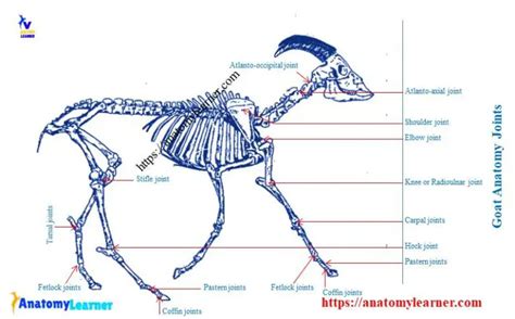 Goat Anatomy - External and Internal Anatomical Features with Labeled ...