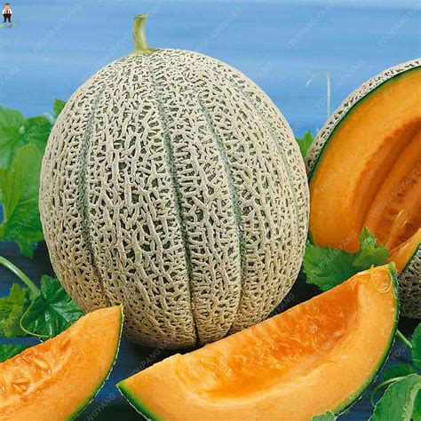 Heirloom Cantaloupe Seeds Fruit Seeds Heirloom Fruit Seeds Heirloom