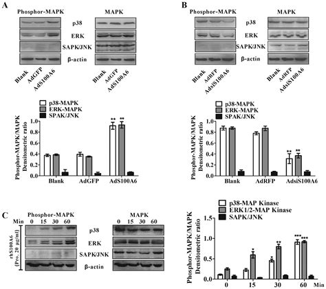 S100a6 Stimulates Proliferation And Migration Of Colorectal Carcinoma