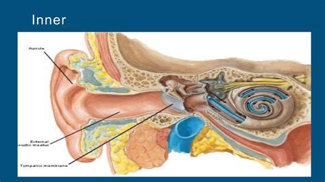 Anatomy of inner ear.pptx