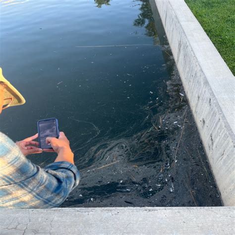 Stream High Yellow Catfish Listen To Down Your Suck Pipe Or Up Your Fuck Pipe Playlist Online