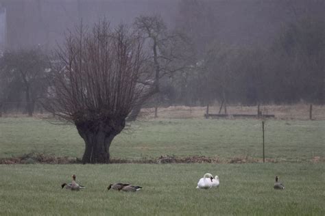 Swans And Geese Mute Swan Cygnus Olor And Greylag Goose Flickr