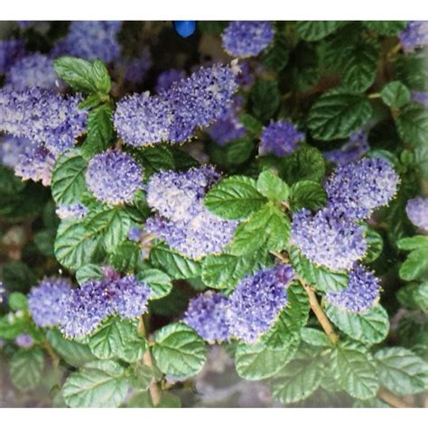 Ceanothus Thyrsiflorus Repens 9L Windlestone Nursery Garden