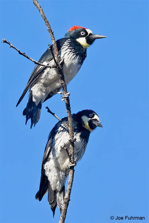 Acorn Woodpecker Joe Fuhrman Photography