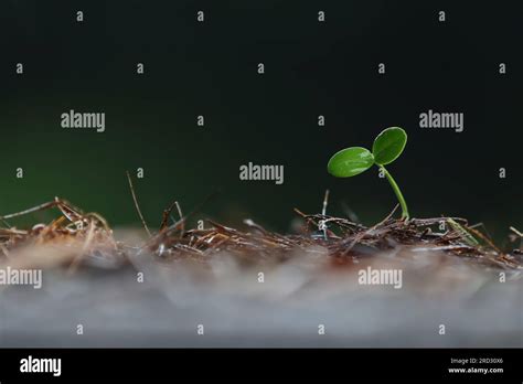 Cotyledon seed germination hi-res stock photography and images - Alamy