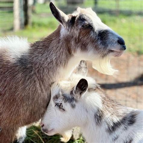 Sometimes You Just Need A ‘shmurgle At Haute Goat Farm The Globe And