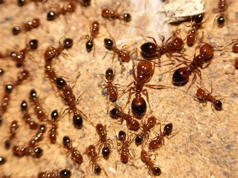 Dopo Il Granchio Blu La Formica Rossa Nuova Specie Aliena Minaccia L